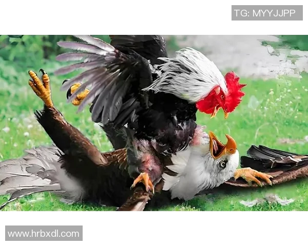 老鹰胜活塞，追赶排名前四：战斗精神的象征